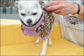 Building Trust Through Healthy Physical Contact with Your Dog