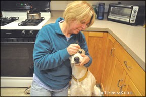Building Trust Through Healthy Physical Contact with Your Dog