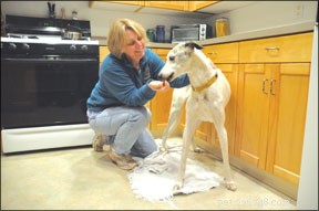 Building Trust Through Healthy Physical Contact with Your Dog
