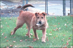 5 Proven Strategies to Stop Your Dog from Stealing Your Belongings