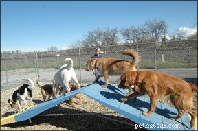 Pit Bulls and Rottweilers: Myth vs Reality – All Breeds Can Cause Damage