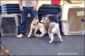 How to Protect Your Dog from Bullying: Expert Guidance for Owners