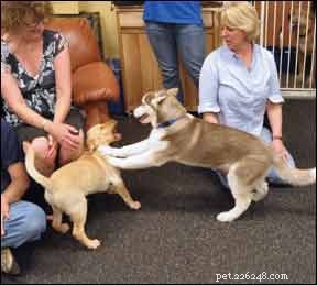 How to Protect Your Dog from Bullying: Expert Guidance for Owners