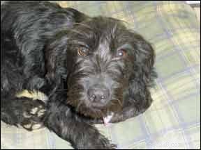Is Your Dog Prone to Urination When Greeting People? Understand & Manage This Behavior