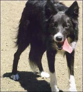 Understanding Why Your Dog Is Panting: Common Causes & When to Seek Help