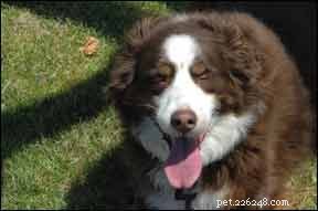 Understanding Why Your Dog Is Panting: Common Causes & When to Seek Help