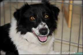 Understanding Why Your Dog Is Panting: Common Causes & When to Seek Help