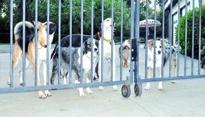 Effective Strategies for Training Multiple Dogs to Stop Barking