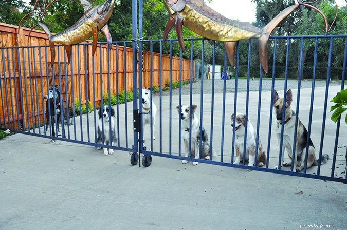 Effective Strategies for Training Multiple Dogs to Stop Barking