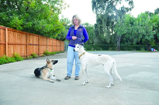 Effective Strategies for Training Multiple Dogs to Stop Barking