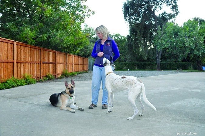 Effective Strategies for Training Multiple Dogs to Stop Barking
