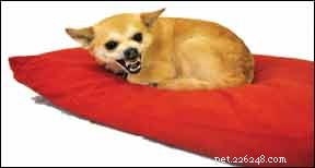Effective Strategies for Managing a Resource-Guarding Dog