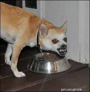 Effective Strategies for Managing a Resource-Guarding Dog