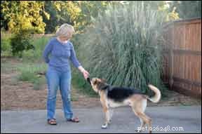 Boost Your Dog’s Confidence: Proven Strategies for Fearful Pups