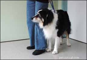 Boost Your Dog’s Confidence: Proven Strategies for Fearful Pups