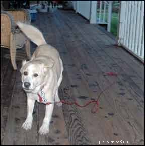 Master Your Dog s Body Language: A Practical Guide to Understanding Their Signals