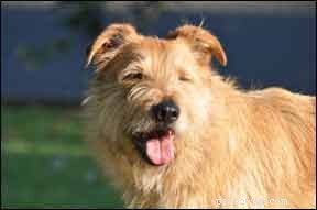 Master Your Dog s Body Language: A Practical Guide to Understanding Their Signals