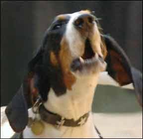 Decoding Your Dog’s Vocal Language: What Every Bark, Whine, and Growl Means