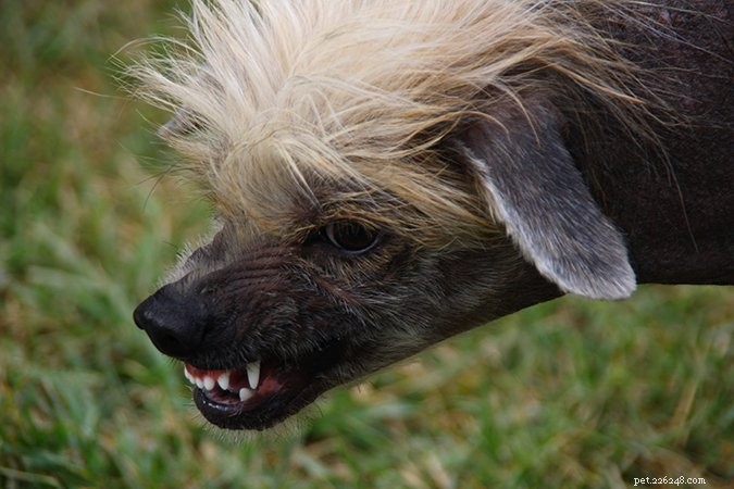 Decoding Your Dog’s Vocal Language: What Every Bark, Whine, and Growl Means