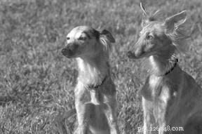 MDR1 Gene Mutation in Dogs: Key Drug Sensitivities & Safe Treatment