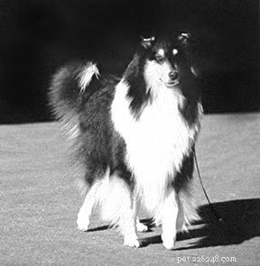 MDR1 Gene Mutation in Dogs: Key Drug Sensitivities & Safe Treatment