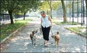 Master Loose‑Leash Walking: Quick Expert Tips & Games