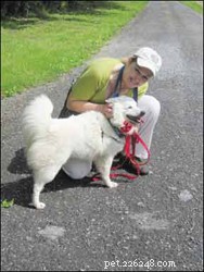Master Loose‑Leash Walking: Quick Expert Tips & Games