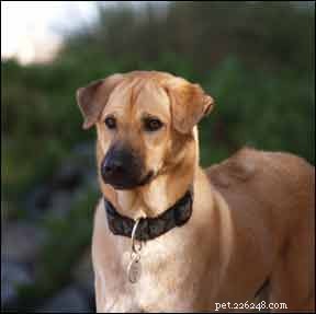 Effective Strategies to Ease Your Dog s Separation Anxiety