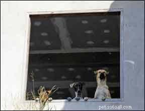 How to Effectively Alleviate Your Dog’s Separation Anxiety
