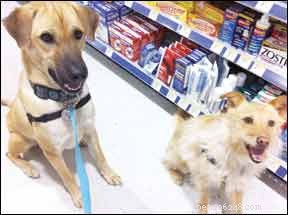 How to Effectively Alleviate Your Dog’s Separation Anxiety