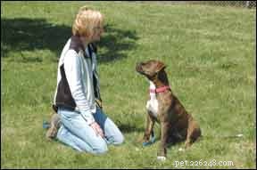 Teach Your Dog Calm, Slow Breathing for Stress Relief