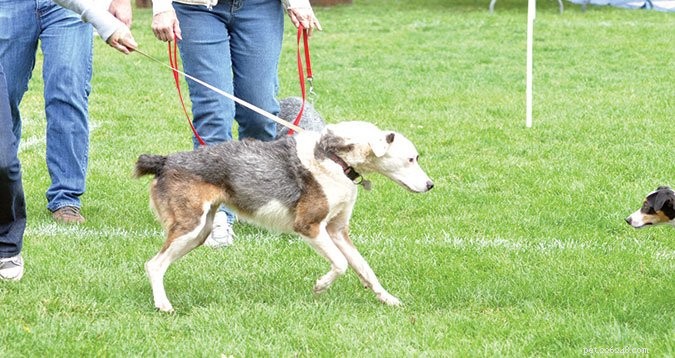 Managing Leash Reactivity in Friendly Dogs: Practical Tips for Calm Walks