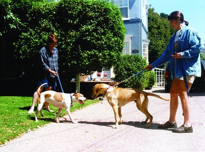Managing Leash Reactivity in Friendly Dogs: Practical Tips for Calm Walks