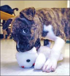 Stop Puppy Biting: Proven Training Tips for a Gentle, Bite‑Free Companion