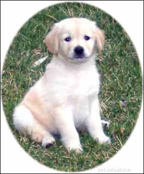 From Bully to Best Friend: Sam the Golden Retriever’s Transformation