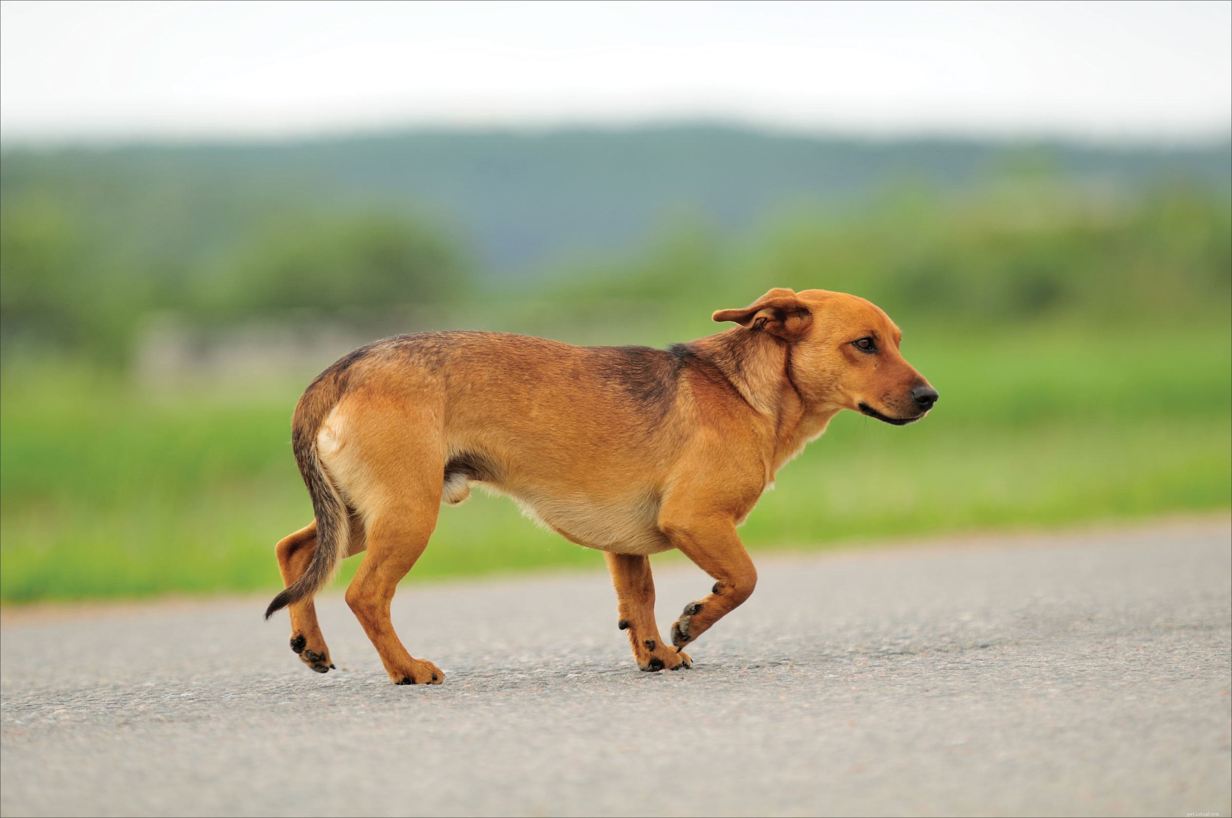 Step-by-Step Guide to Safely Recover a Loose Dog