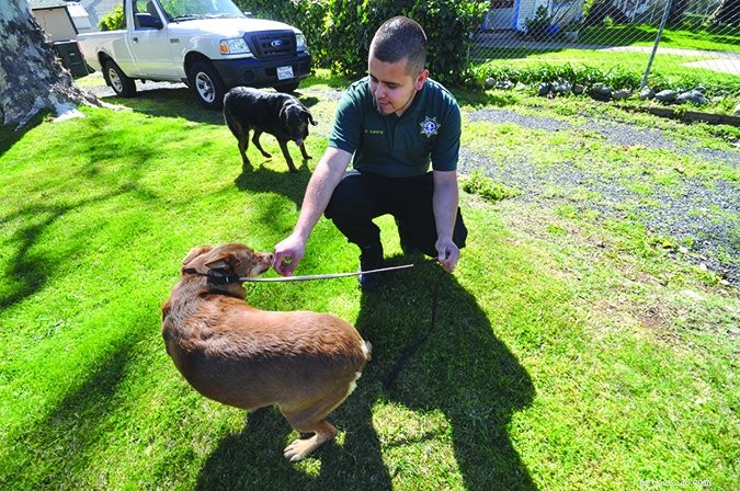 Step-by-Step Guide to Safely Recover a Loose Dog