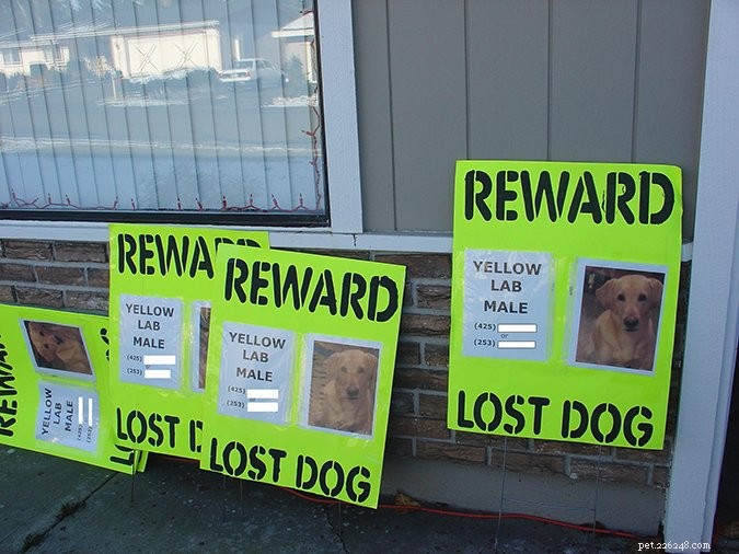 Step-by-Step Guide to Safely Recover a Loose Dog