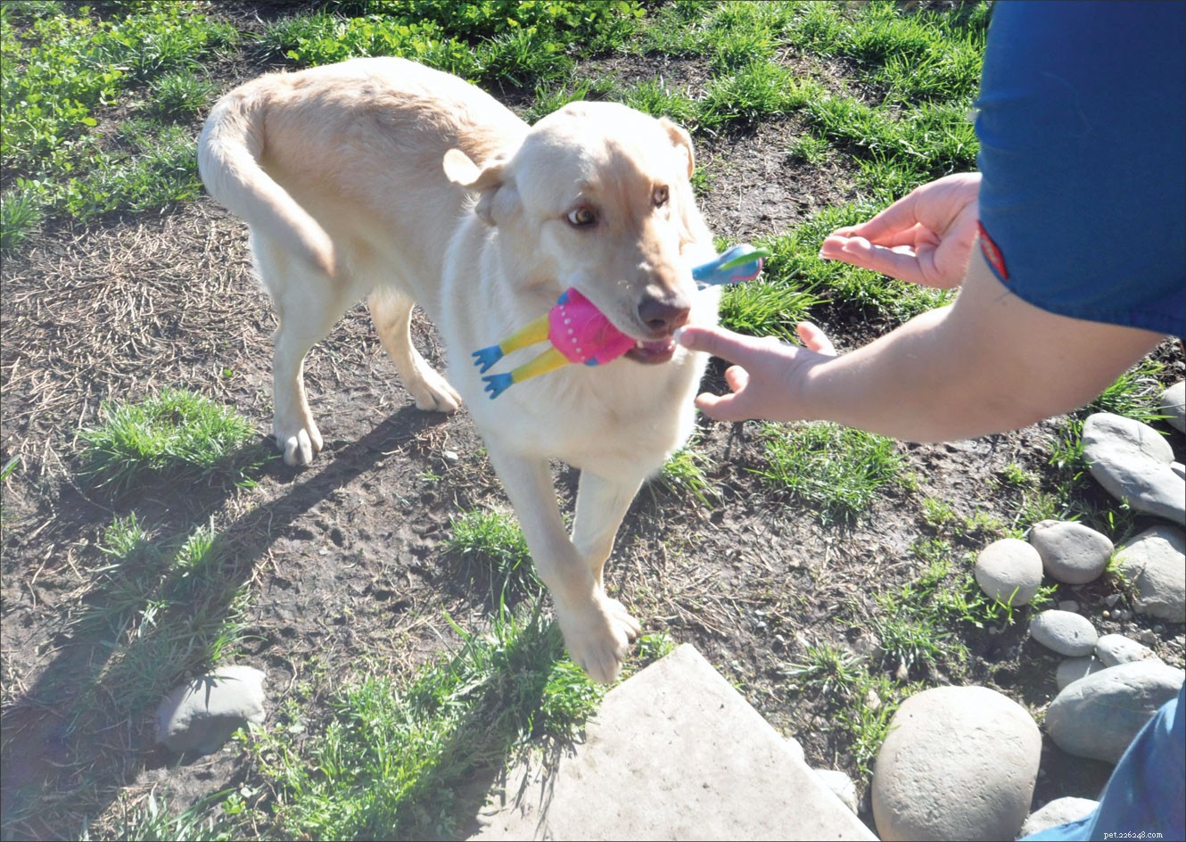 Training Your Dog to Trade Items and Prevent Resource Guarding