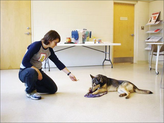 Training Your Dog to Trade Items and Prevent Resource Guarding