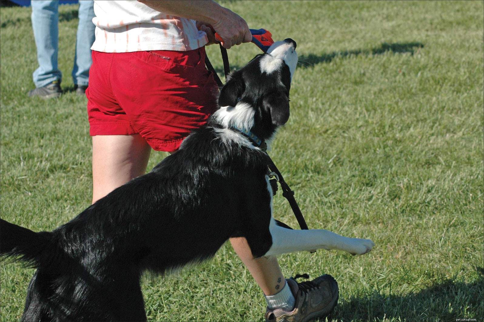 Managing Arousal Biting in Dogs: Effective Strategies for Pet Owners