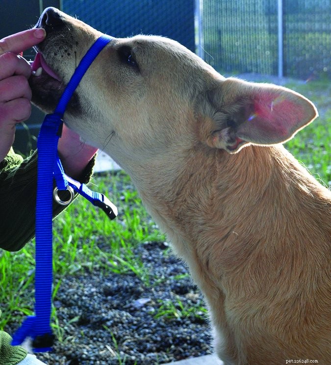 Managing Arousal Biting in Dogs: Effective Strategies for Pet Owners