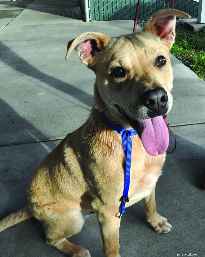 Managing Arousal Biting in Dogs: Effective Strategies for Pet Owners