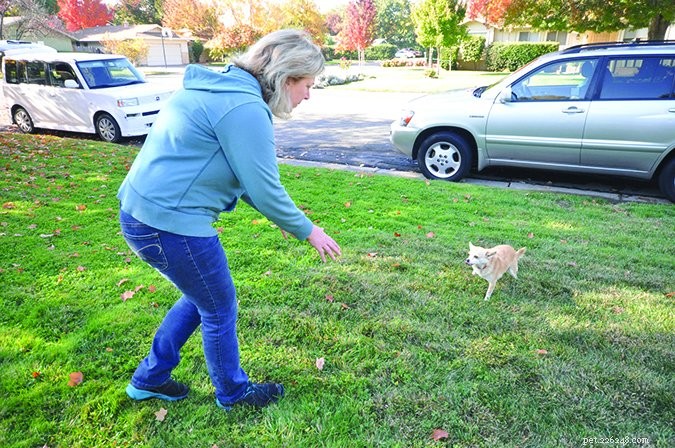 What Your Body Language Tells Your Dog: Expert Insights