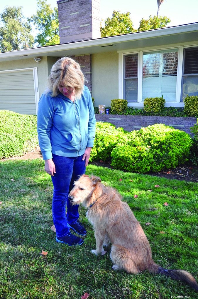 What Your Body Language Tells Your Dog: Expert Insights