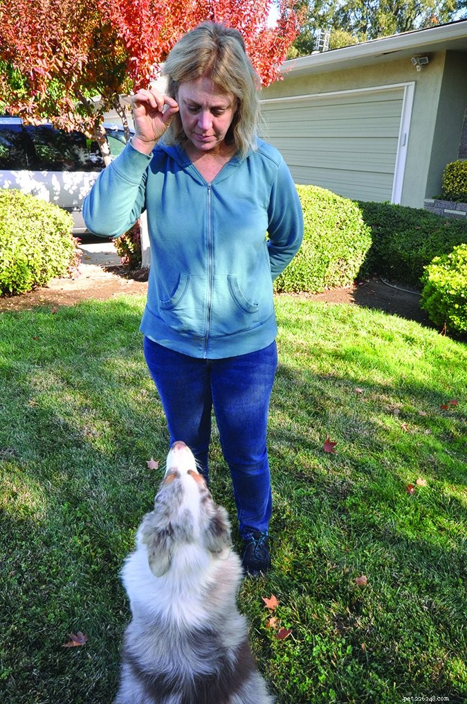 What Your Body Language Tells Your Dog: Expert Insights
