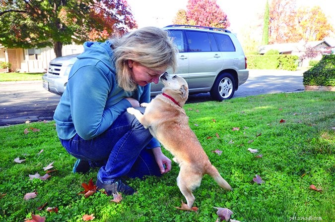 What Your Body Language Tells Your Dog: Expert Insights