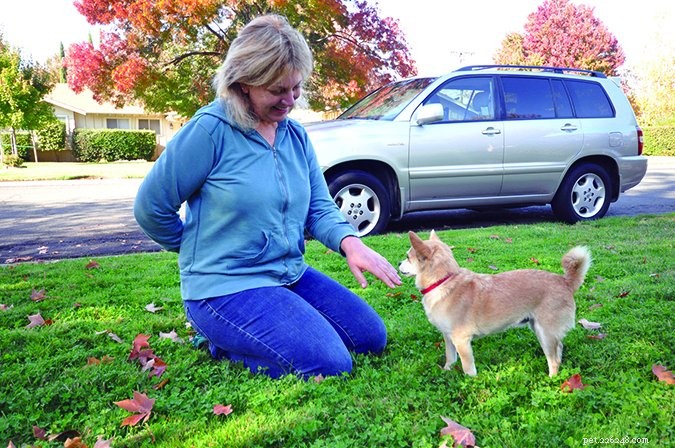 What Your Body Language Tells Your Dog: Expert Insights
