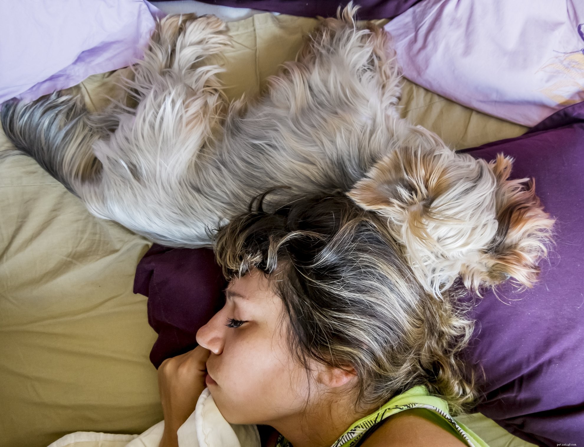 Debunking 7 Common Myths About Separation Anxiety in Dogs