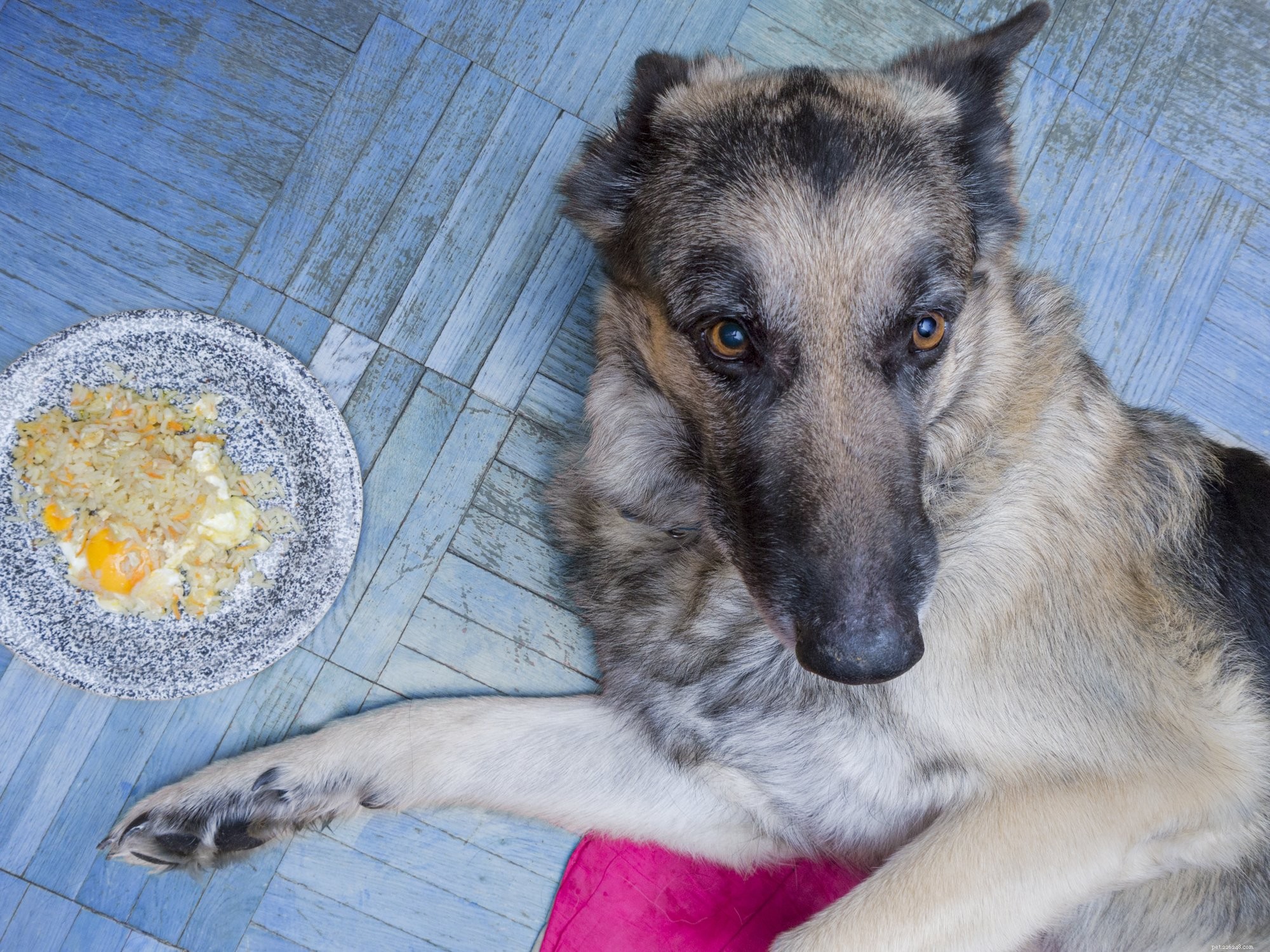 Debunking 7 Common Myths About Separation Anxiety in Dogs
